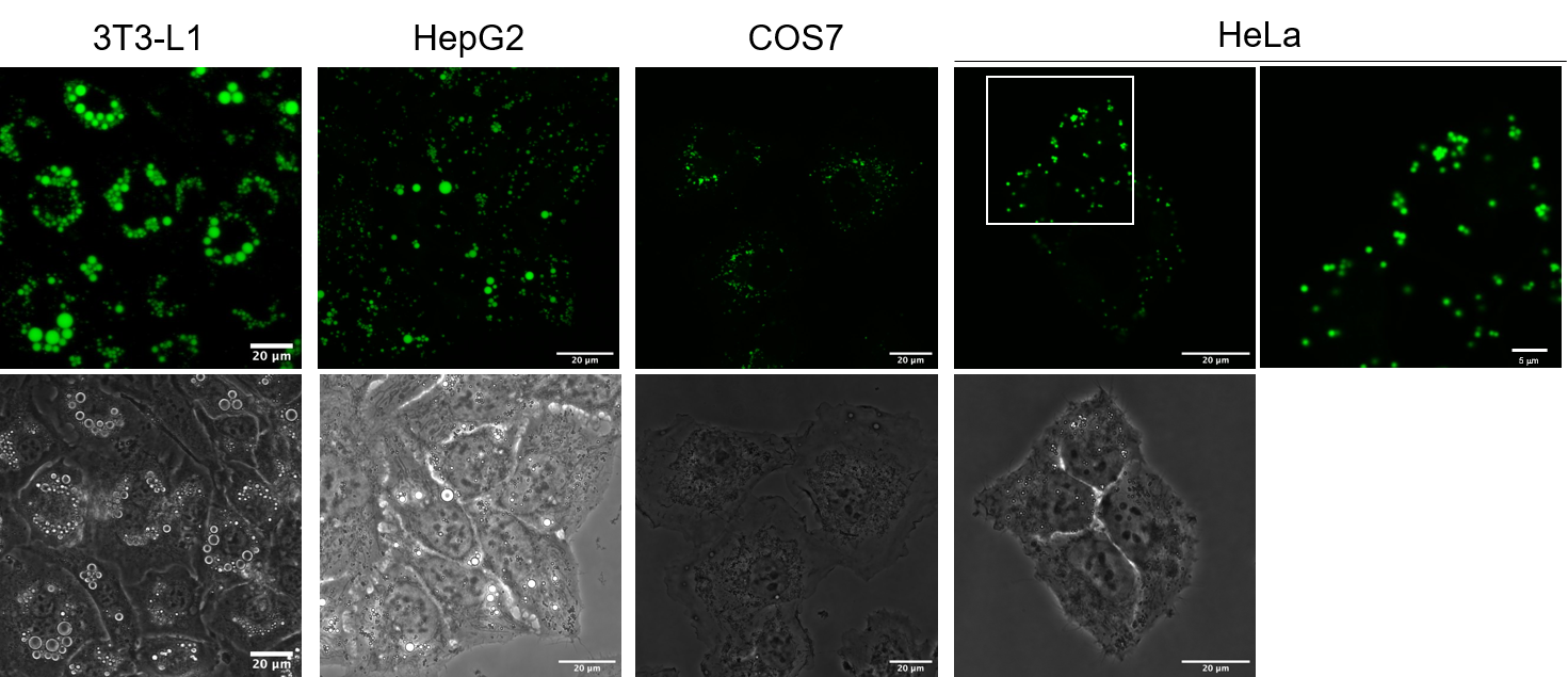 FNA-80682-data various cell-1.png